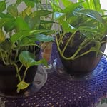 Shelly Dunne - @gardingflowers7 - Instagram