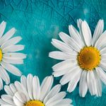 Shelly Duran - @shelduran - Instagram