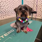 Shell Durrant - @shellsyardgarden - Instagram