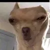 shellyshellydyer - @savag3_bunny4 - TikTok