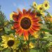 Shelly Eggen - Facebook
