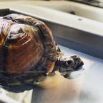 Shelly BoBelly - @eastern_boxturtle_shelly - Instagram