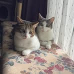 Shelley Mattson Eckert - Facebook