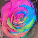 Shelly Fox - Facebook