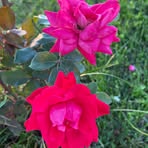 Shelley Cordis Frame - Facebook