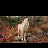 shellyhammond64 - @shellyhammond64 - TikTok