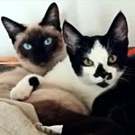 Shelly-Jay - @shelly.jay_raccoon - Instagram