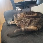 Shelly Kent - @mrnibbles06 - Instagram