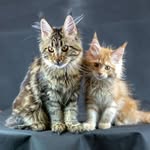 Shelly & Taiga - @mainecoon_shelly - Instagram
