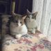 Shelley Mattson Eckert - Facebook