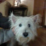 michele sinsheimer - @shellymellon - Instagram