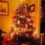 shelly murphree - @shellybird1972 - Instagram