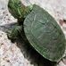 Shelly Nickleson - Facebook