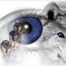 Shelley Pollock - Facebook