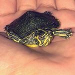 Shelly Ramirez - @the_turtle_shelly - Instagram