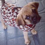 @shellyandruffus - Instagram