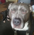Shelly Springer - Facebook