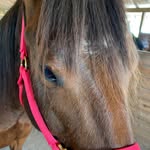 Shelly Stephens - @cowgirlangel1973 - Instagram