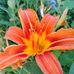 Shelly Strong - Facebook