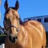 shellytrembly - @shellytrembly - TikTok