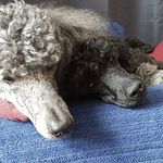 Shelly Schuld Weeks - @poodlenutzy - Instagram