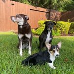 Shelly DeSilva Whitlock - @life.of.ben.lulu.axle - Instagram