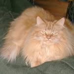 Shelly Whitney - @shelly17529 - Instagram