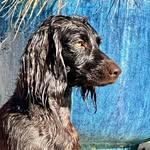 Jess Berry🐾Boykin Spaniel Shenanigans - @boykin.spaniel.shenanigans - Instagram