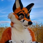 Shenanigans - @shenanigans_the_fox - Instagram
