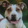hollyshepherdsmith  - @hollyshepherdsmith - TikTok