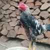 ມົ້ງວາ່ງ - @sherng.vang - TikTok