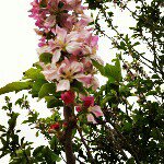 زهر نيسان - @shereen_ash - Instagram