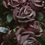 shereenfrancis - @shereenfrancis8523 - Instagram