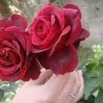 Shereen Mohammad - @shereen_mohammdd7 - Instagram