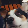 Hyhyhyhyhyhy - @sherellehall910 - TikTok