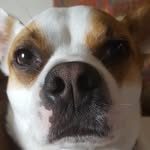 sherri akers - @sherri.the.pet.sitter - Instagram