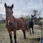 Shari Becker - Facebook