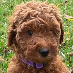 Sheri Bell - @mylittledoodle - Instagram