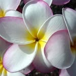 Sheri Benjamin - @kauaibabydoll - Instagram