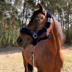 @sheri_best_pony - Instagram