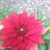 Sheri Buckmaster - Facebook