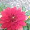 sheribuckmaster - @sheribuckmaster - TikTok