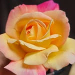 Sheri Cooley - @sheri.cooley.92317 - Instagram