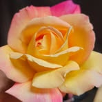 Sheri Cooley - Facebook