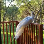 Sheri Snyder Elliott - @grandma_sheri06 - Instagram