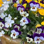 Sheri Fetter Erickson - @sheribeth101 - Instagram