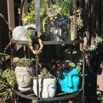 Sheri Knott - @skplantgirl - Instagram