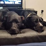 Sheri Lloyd - @dieselanddad - Instagram
