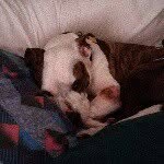 Sheri long - @pitlover_26 - Instagram