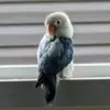 sherimeadows552 - @lps__773 - TikTok
